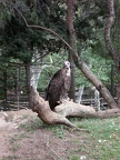 Vulture