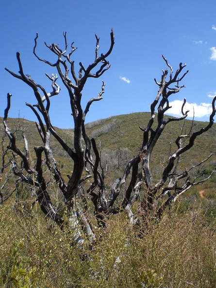 Our (old) guidebook described this hike as going through a lot of pine trees. This would have been true had not a huge fire in 2003 burnt them all to a crisp. It was a hot, sunny, desolate and very cool hike. flickr-ginsnob-1353152655.jpg