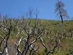 Skeletal Forest