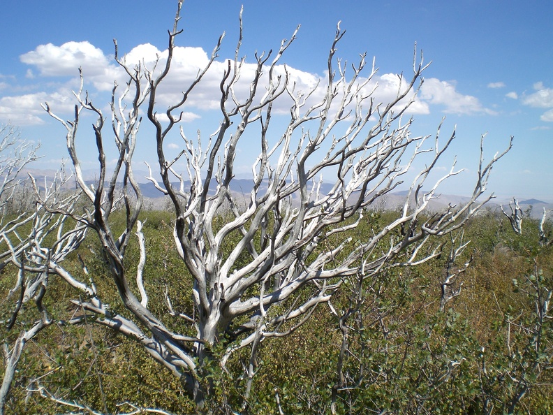 Burnt Bush