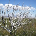 Burnt Bush