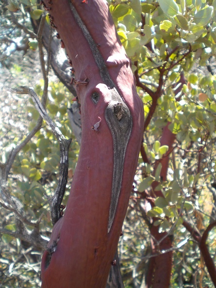 Red Bark