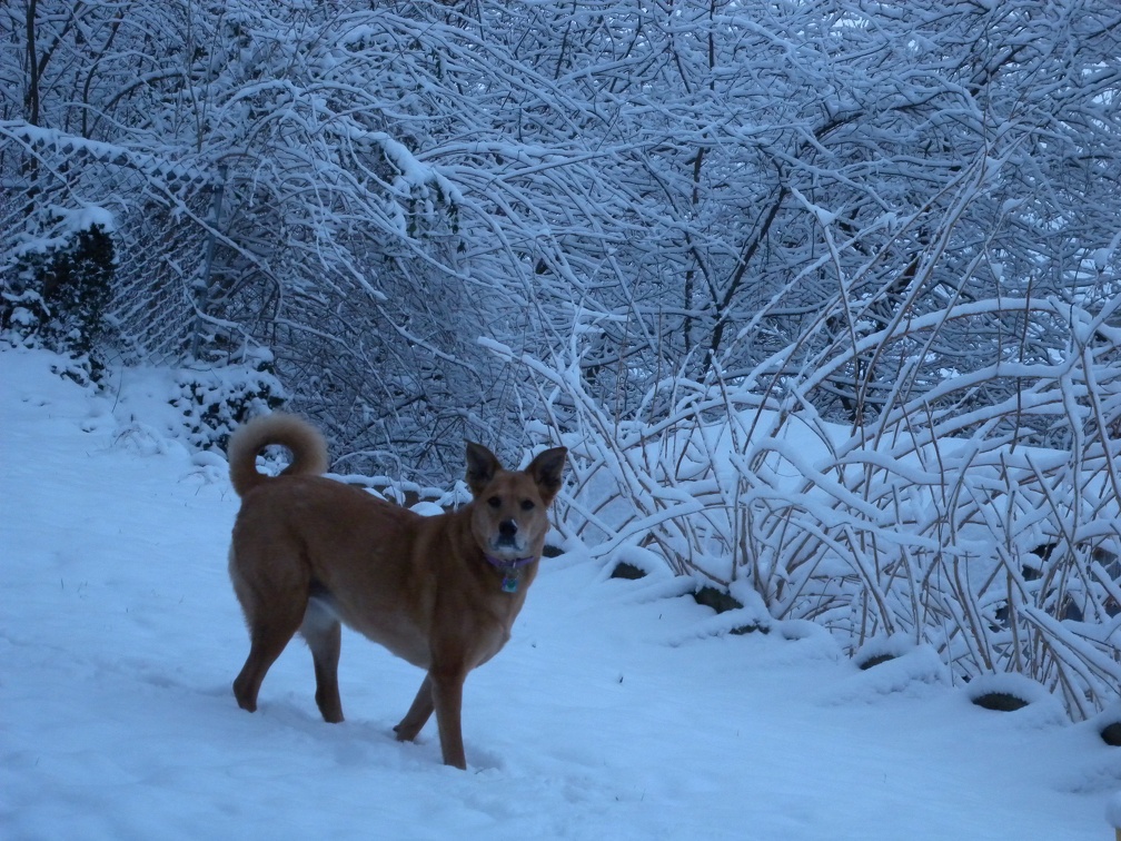 Backyard Snowfall with Lucy