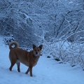 Backyard Snowfall with Lucy