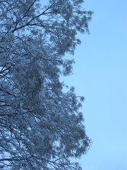 Backyard Snowfall