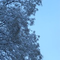 Backyard Snowfall