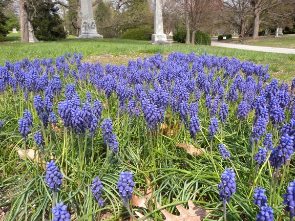 Spring Grove Cemetery