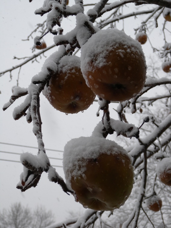 Apples in the Snow