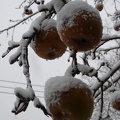 Apples in the Snow