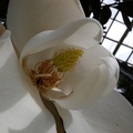 Cthulu in a Flower