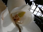 Cthulu in a Flower