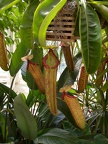 The Savage Garden