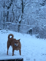 Backyard Snowfall with Lucy