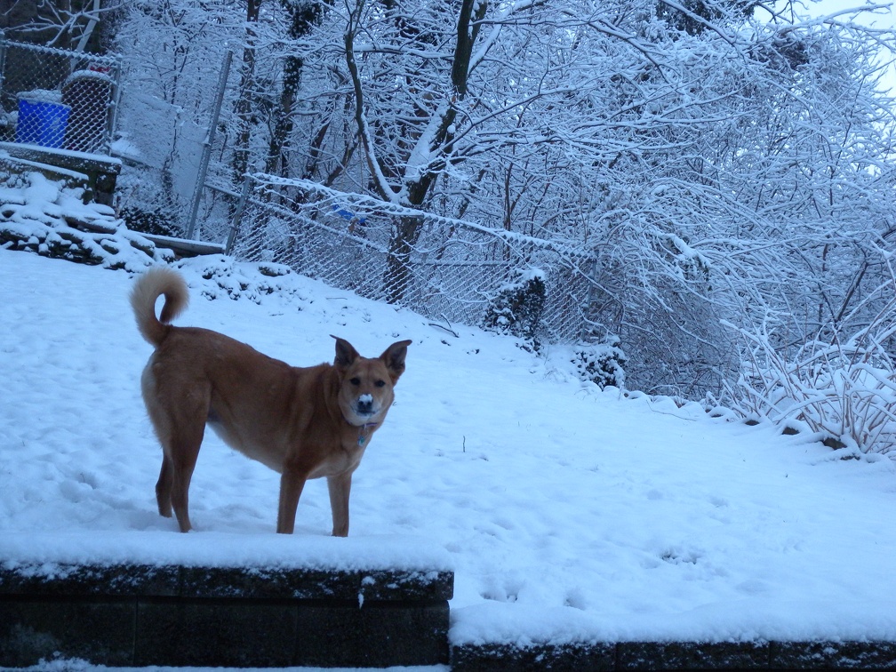 Backyard Snowfall with Lucy