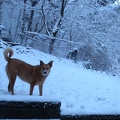 Backyard Snowfall with Lucy