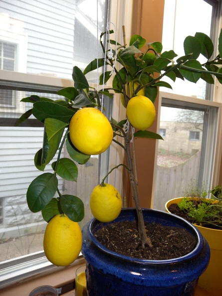 Christmas Lemon Tree