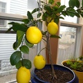 Christmas Lemon Tree
