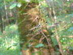 Orb Weaver(?)