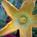 Zucchini Blossom