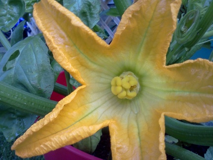 Zucchini Blossom