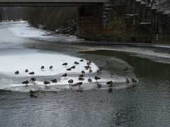 Ducks on the River