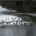 Ducks on the River