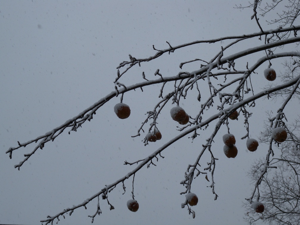 Apples in the Snow