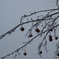 Apples in the Snow