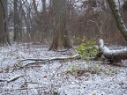 First Snowfall