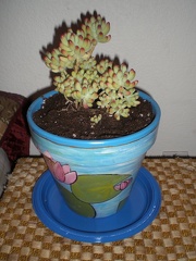 Sedum!