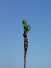 Denuded Palm Tree
