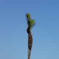 Denuded Palm Tree