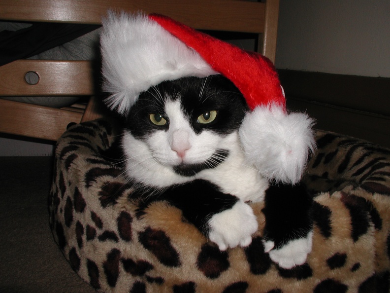 Ok, so it might be from 2001, but who doesn't love this picture? Happy Holidays everyone!
It is doubtful I'm the actual photographer of this, but it's going up here anyways. :) flickr-ginsnob-325795676.jpg