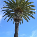 Palm Tree