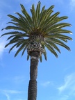 Palm Tree