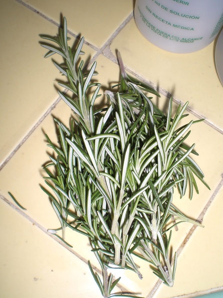 The first step in another fun experiment! This plucked from the giant bush next to our new apartment. The landlord said, "a previous tenant planted it as a tiny shrub. Please take all you want." flickr-ginsnob-2210808875.jpg
