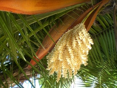 Flower in Balboa Park