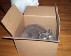 Omar in box