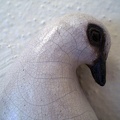 Mourning Dove - detail