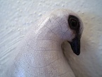Mourning Dove - detail