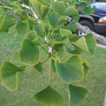 Ginkgo Leaves