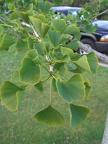 Ginkgo Leaves