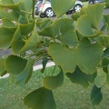 Ginkgo Leaves