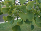 Ginkgo Leaves