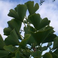 Ginkgo Leaves