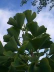 Ginkgo Leaves