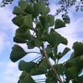 Ginkgo Leaves