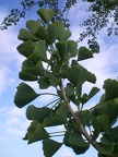 Ginkgo Leaves