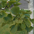 Ginkgo Leaves