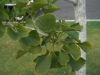 Ginkgo Leaves